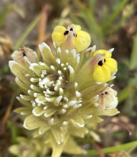 Johnny-nip (Castilleja ambigua)