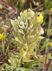 Castilleja ambigua insalutata