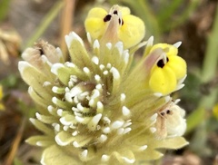 Castilleja ambigua insalutata