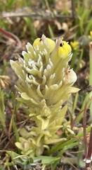 Castilleja ambigua insalutata