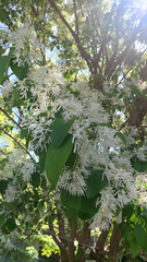 Chionanthus retusus