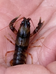 Cambarus coosae