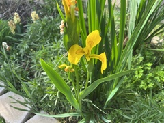 Iris pseudacorus