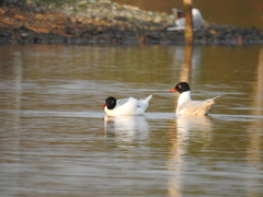 Ichthyaetus melanocephalus