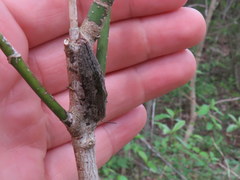 Texania campestris