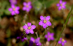 Spergularia purpurea