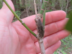 Texania campestris