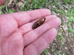 Texania campestris
