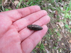 Texania campestris
