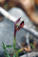 Serapias orientalis orientalis