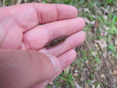 Texania campestris