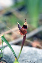 Serapias orientalis orientalis