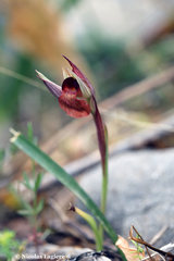 Serapias orientalis orientalis