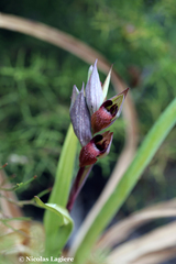 Serapias orientalis orientalis