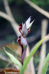 Serapias orientalis orientalis