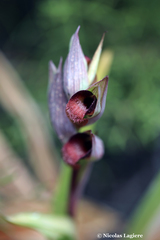 Serapias orientalis orientalis