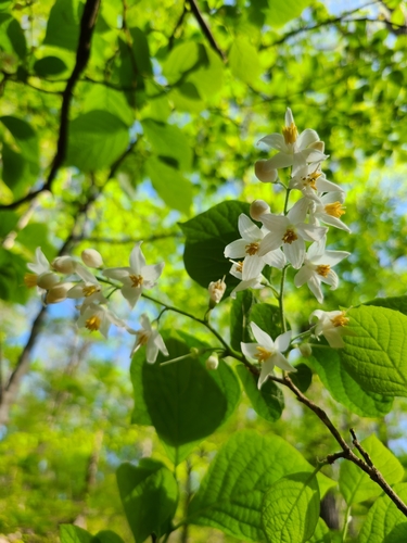 Bigleaf snowbell (Styrax grandifolius)