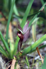 Serapias orientalis orientalis