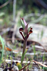 Serapias orientalis orientalis