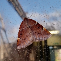 Epirranthis diversata