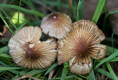 Pseudosperma notodryinum