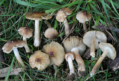 Pseudosperma notodryinum