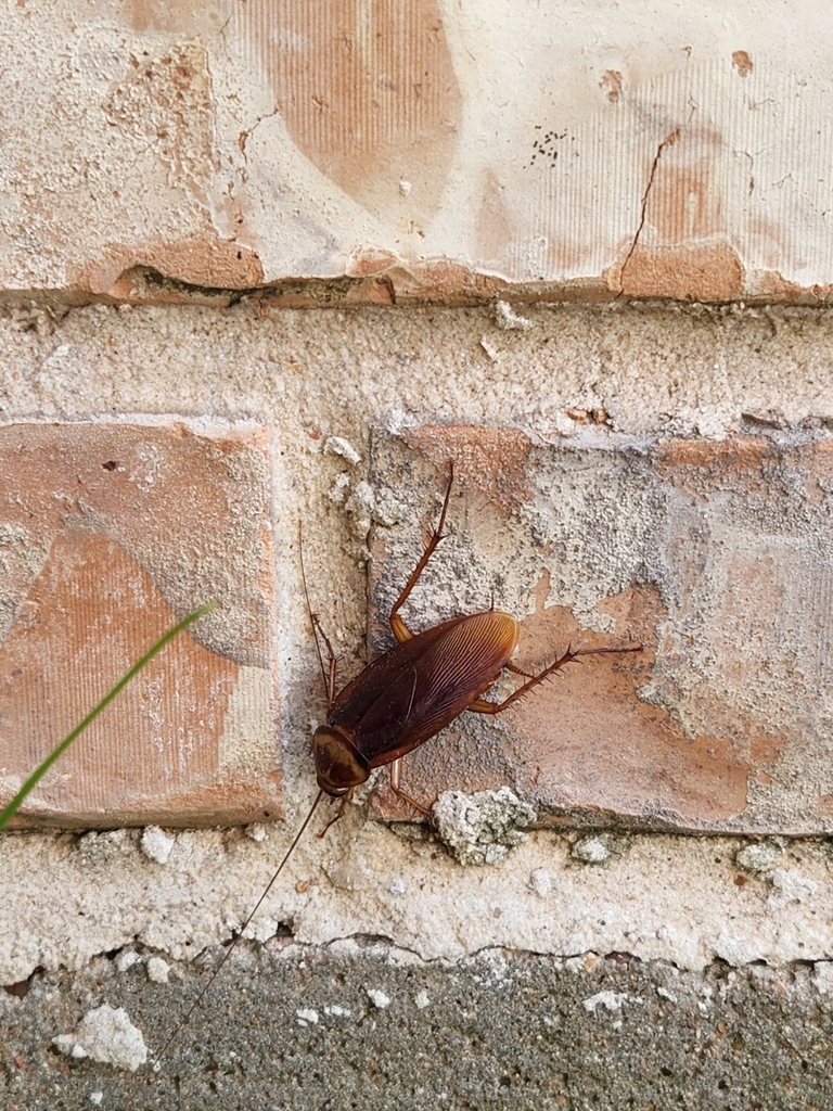 American Cockroach From Spring TX 77388 USA On April 22 2022 At 09   Large 