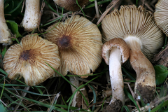 Pseudosperma notodryinum