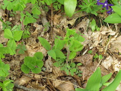 Oxalis illinoensis