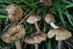 Pseudosperma notodryinum