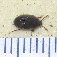 Platydema excavata