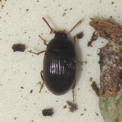 Platydema excavata