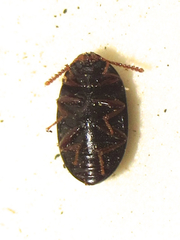 Platydema excavata