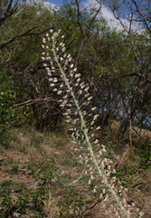 Drimia altissima