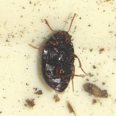 Platydema excavata