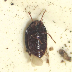 Platydema excavata