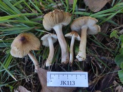 Pseudosperma notodryinum