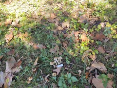 Pseudosperma notodryinum