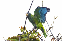 Amazona ventralis