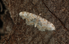 Eupithecia pantellata