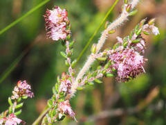 Erica globiceps consors