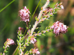 Erica globiceps consors