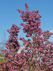 Erica globiceps consors