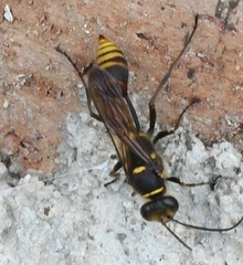 Sceliphron deforme