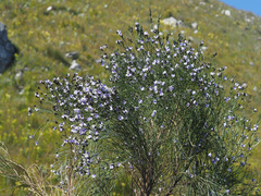 Psoralea pullata