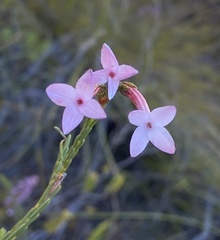 Erica jasminiflora