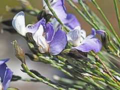 Psoralea pullata