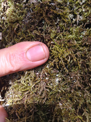 Claopodium crispifolium