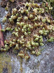 Homalothecium megaptilum