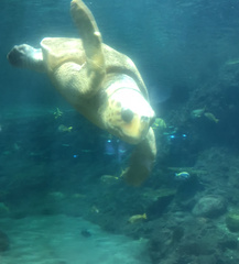Caretta